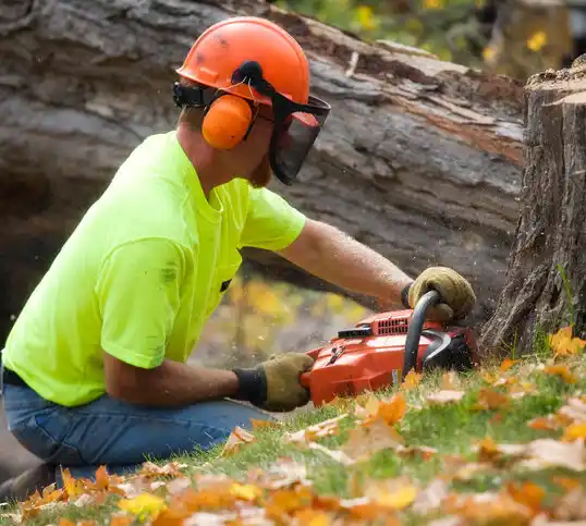 tree services Hodge